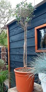 olijfboom 105 cm, Tuin en Terras, Planten | Bomen, Bloeit niet, 100 tot 250 cm, Olijfboom, Ophalen