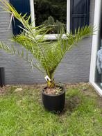 Palmboompje in Capri Nature Groove pot, Ophalen, Tuin, Kunststof, 100 cm of meer