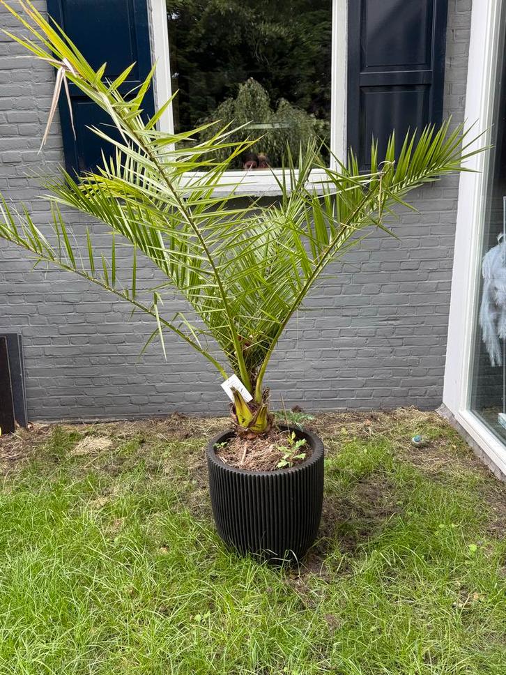 Palmboompje in Capri Nature Groove pot, Tuin en Terras, Bloembakken en Plantenbakken, Kunststof, Binnen, Balkon, Tuin, 100 cm of meer
