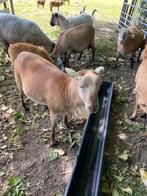 schaap, Dieren en Toebehoren, Mannelijk, Schaap, 0 tot 2 jaar