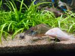 Corydoras Bronzen en Albinos, prijs voor alle drie..., Dieren en Toebehoren, Vis, Zoetwatervis