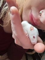 ❤️Tamme Gezins Rittens Ratjes🐁❤️🥰 Agouti Albino Solid, Dieren en Toebehoren, Rat, Meerdere dieren, Tam, Oktober