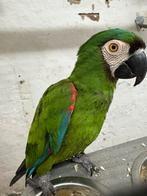 Kweekkoppel Ara severa (kastanjekopara) – 2018 – DNA & CITES, Dieren en Toebehoren, Meerdere dieren, Papegaai, Geringd