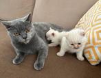 Britse Korthaar Kittens, Meerdere dieren, Ontwormd, 0 tot 2 jaar