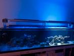 Zeeaquarium 250cm groot, Dieren en Toebehoren, Ophalen of Verzenden, Zo goed als nieuw, Leeg aquarium
