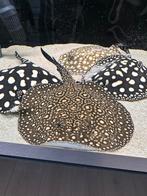 Potamotrygon BD x Henlei x P14 VROUW 22cm breed., Vis