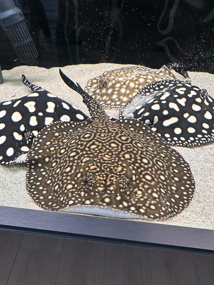 Potamotrygon BD x Henlei x P14 VROUW 22cm breed., Dieren en Toebehoren, Vissen | Aquariumvissen, Vis