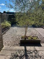 Grint, gratis op te halen!, Tuin en Terras, Planten | Bomen, Ophalen, Halfschaduw, Overige soorten