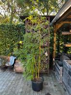 Gele Bamboe Phyllostachys vivax 'Aureocaulis', Tuin en Terras, Planten | Tuinplanten, Ophalen, Bloeit niet, Overige soorten, Halfschaduw