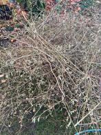 GRATIS hazelaar hazelnoot kerst takken zelf ophalen afhalen, Ophalen of Verzenden, Overige soorten, Volle zon