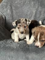 De knapste en liefste Jack Russell pups, Dieren en Toebehoren, Rabiës (hondsdolheid), Jack Russell Terriër, 8 tot 15 weken, Meerdere dieren