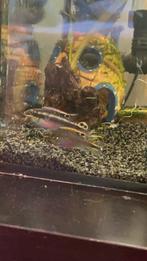 Koppel Kersenbuik cichlides black super red, Dieren en Toebehoren, Vis, Zoetwatervis