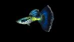 Galaxy blue Tail guppen ** RASZUİVER **, Dieren en Toebehoren, Vis