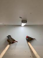 rood kop astrilde, Meerdere dieren, Tropenvogel