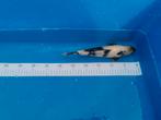 Koi Shiro utsuri 20 a 25 cm 2jaars, Dieren en Toebehoren, Vissen | Vijvervissen