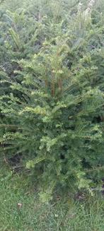 Taxus baccata, Ophalen, Taxus