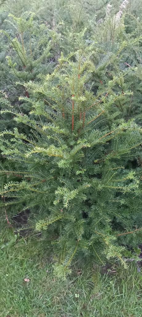 Taxus baccata, Tuin en Terras, Planten | Struiken en Hagen, Taxus, Ophalen