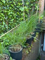 Diverse tuinpkanten te koop, Ophalen of Verzenden, Zomer, Overige soorten, Volle zon