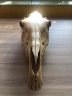 Schedel van paard, Ophalen of Verzenden, Gebruikt, Paard, Schedel