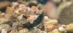 Blauwe garnaaltjes Neocaridina blue diamon, Dieren en Toebehoren, Vissen | Aquariumvissen, Kreeft, Krab of Garnaal