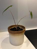 Alocasia Zebrina in Vintage Pot, Huis en Inrichting, Kamerplanten, Ophalen, In pot, Minder dan 100 cm