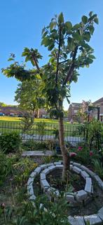 Kersenboom Prunus Regina, Ophalen, Overige soorten