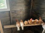 Friese hoender haantjes, Dieren en Toebehoren, Pluimvee, Mannelijk, Kip