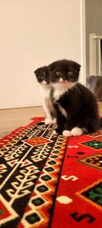 Nest van 3 Britse Korthaar & Scottish Fold Kittens + Moeder, Meerdere dieren, Gechipt