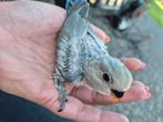 Agapornis roseicollis kuikens mogen het nest verlaten!!, Dieren en Toebehoren, Geslacht onbekend, Dwergpapegaai of Agapornis, Geringd