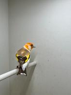 Majoor putter, Dieren en Toebehoren, Vogels | Overige Vogels, Mannelijk, Wildzangvogel