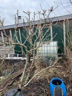 Perenboom Conference, Ophalen, 250 tot 400 cm, Volle zon, Lente