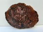 Schijf versteend hout no 9, Ophalen, Mineraal