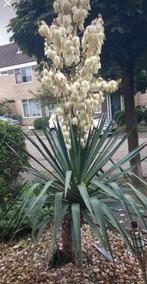 Palmlelie Yucca Gloriosa Stek - Winterhard, Volle zon, Vaste plant, Zomer, Ophalen