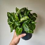 Syngonium NOID, Ophalen of Verzenden, Minder dan 100 cm
