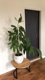 Avocado plant 3st in pot, Ophalen, Fruitplant, Halfschaduw, In pot