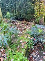 Planten, Tuin en Terras, Vaste plant, Halfschaduw, Winter, Ophalen