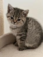 Britse korthaar kitten Stamboom & geteste ouders 2025, Dieren en Toebehoren, Katten en Kittens | Raskatten | Korthaar, Poes, Gechipt