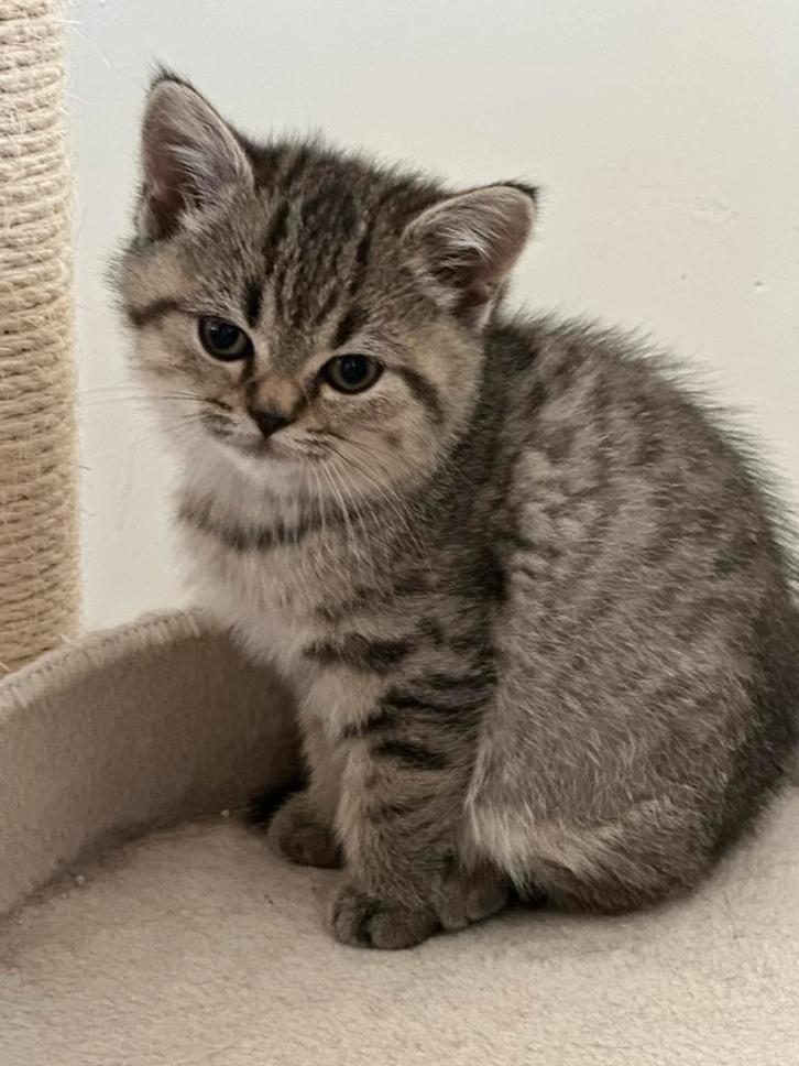 Britse korthaar kitten Stamboom & geteste ouders 2025, Dieren en Toebehoren, Katten en Kittens | Raskatten | Korthaar, Poes, 0 tot 2 jaar