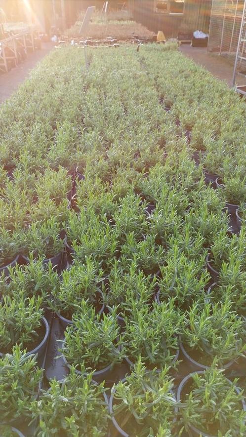 Lavendel hidcote planten, Tuin en Terras, Planten | Tuinplanten, Overige soorten, Volle zon, Zomer, Ophalen