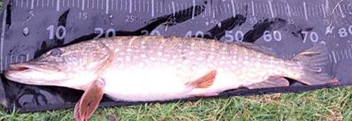 Deel 2) 3 stuks OV Snoekstreamers voor Spinhengel/Baitcaster, Watersport en Boten, Hengelsport | Roofvissen, Nieuw, Complete set