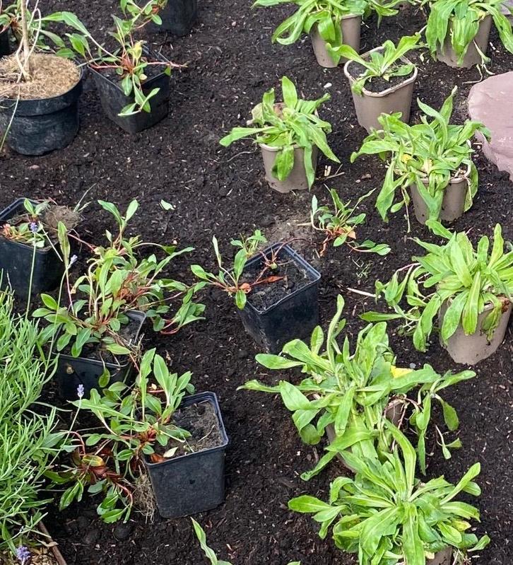 Kweek potjes p9 en groter en veenmankisten, Tuin en Terras, Kweekspullen, Gebruikt, Kweekbak, Ophalen