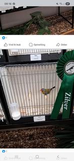 Melba astrilde mannen, Dieren en Toebehoren, Mannelijk, Kleurkanarie