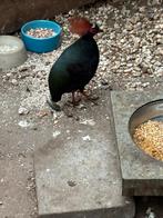 roul roul, Dieren en Toebehoren, Mannelijk, Tropenvogel