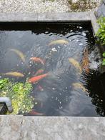Koi Karpers midden & groot (35- 50 cm), Dieren en Toebehoren, Vissen | Vijvervissen, Karper of Koi