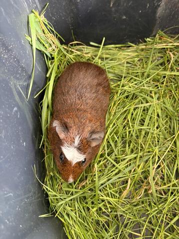 Cavia’s beschikbaar voor biedingen