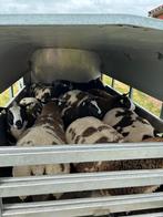 Koppel bonte rammen, Mannelijk, Schaap