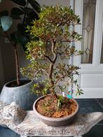 Satsuki Azalea Haruurara Bonsai 77cm, Tuin en Terras, Ophalen, Bloeit niet, Halfschaduw, Overige soorten