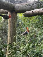 Roodkuifkardinalen, Dieren en Toebehoren, Vogels | Overige Vogels, Meerdere dieren