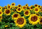 Zonnebloemen fotobehang, bloemen veld, Fotobehang4you, Verzenden, Bloemen, zonnebloem