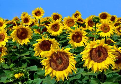 Zonnebloemen fotobehang, bloemen veld, Fotobehang4you, Huis en Inrichting, Stoffering | Behang, Verzenden